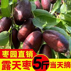【露天枣】宁夏灵武长枣应季新鲜水果脆甜红枣皮薄现摘马牙枣枣子