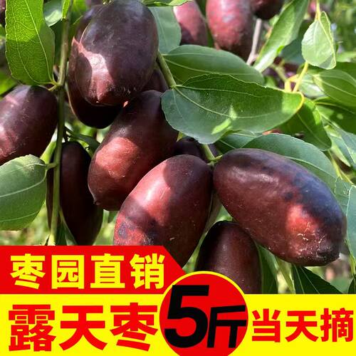 露天灵武长枣新鲜脆甜红枣马牙枣