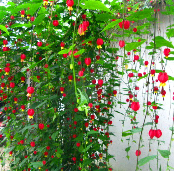 藤本爬藤植物盆栽灯笼花苗蔓性风铃花四季开花花卉观花植物室内花