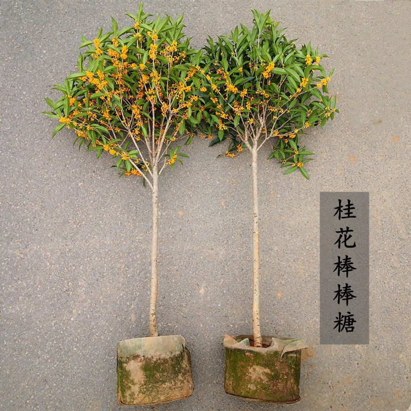 桂花棒棒糖树型原生高杆八月黄花四季金桂天香台阁红丹朱砂桂庭院