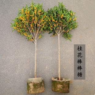 桂花棒棒糖树型原生高杆八月黄花四季金桂天香台阁红丹朱砂桂庭院