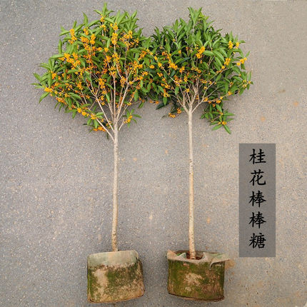 桂花棒棒糖树型原生高杆八月黄花四季金桂天香台阁红丹朱砂桂庭院