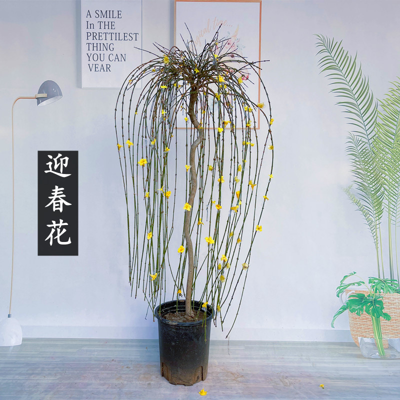 迎春花苗盆栽四季老桩造型探春大型垂吊盆景花园植物别墅庭院耐寒