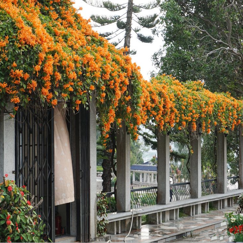凌霄花苗攀援花卉盆栽鞭炮花炮仗花爬藤植物
