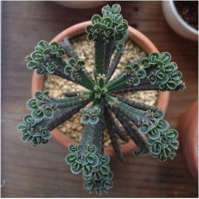 不死鸟锦落地生根多肉植物多肉组合盆栽办公室内植物绿植创意花卉