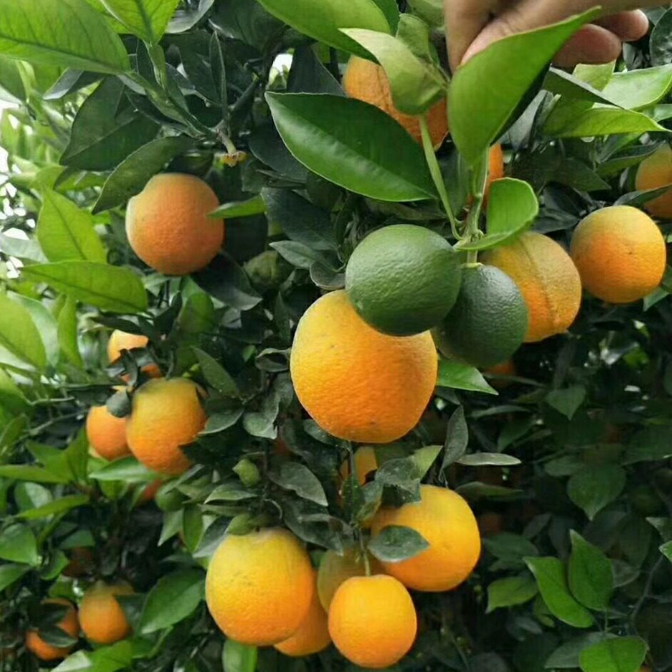 湖北秭归 伦晚 橙子 新鲜现摘 大个孕妇应季水果脐橙包邮