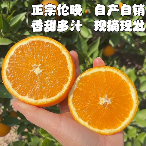 香甜多汁新鲜水果现摘橙子