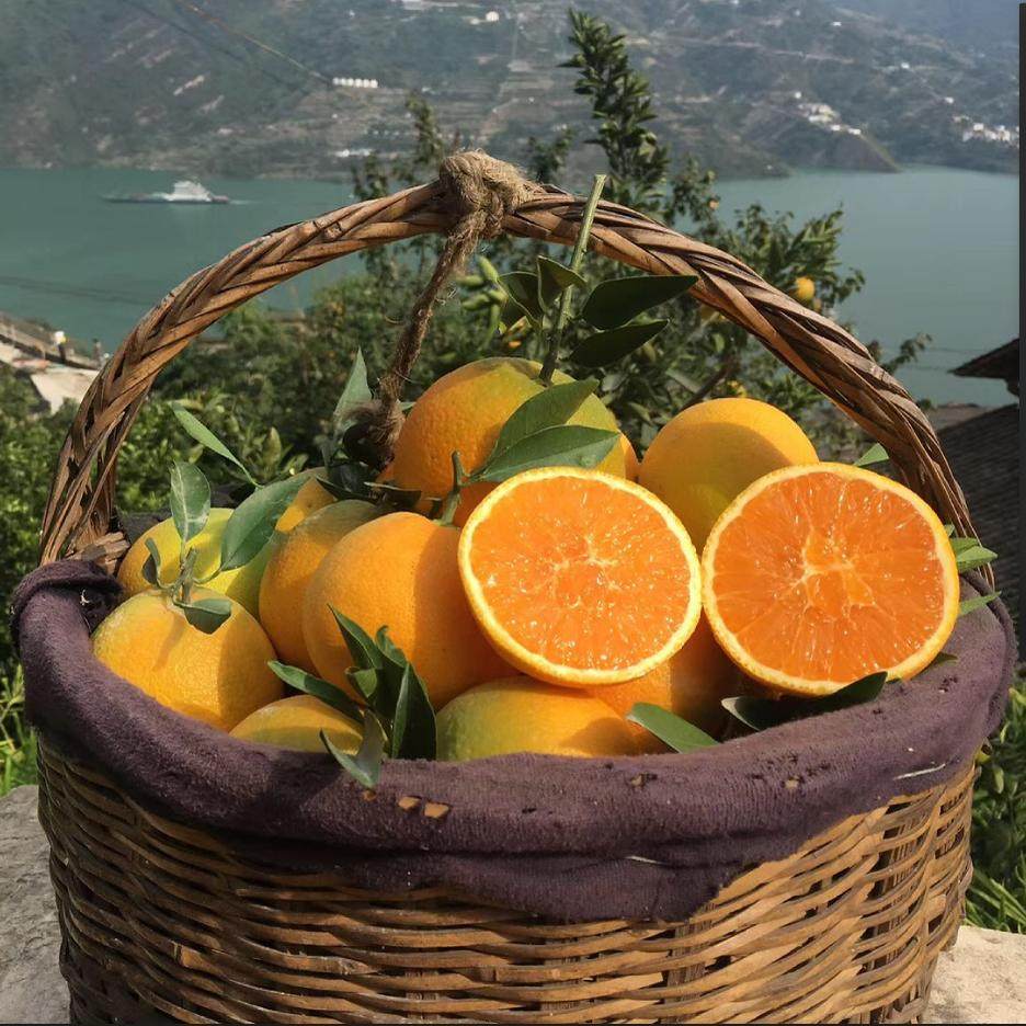 湖北秭归 九月红 橙子 当季新鲜现摘现发 酸甜多汁 孕妇手剥橙子