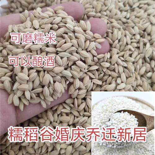 东北园粒糯稻谷搬家入伙粘水稻带壳糯稻谷爆米花庆乔迁婚庆开业