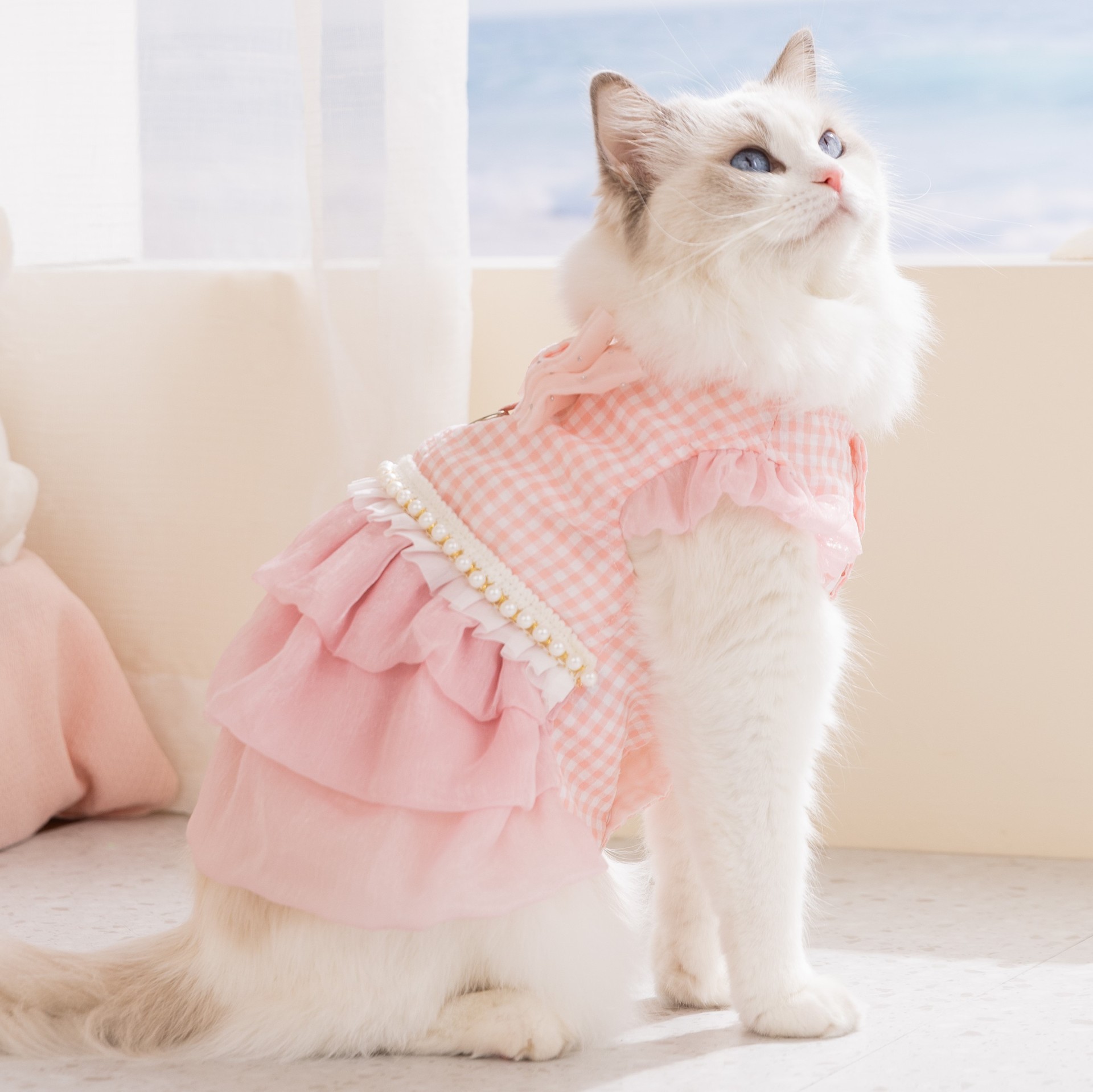 春夏季猫咪裙子公主风蝴蝶结连衣裙子薄款成幼猫中小型犬宠物衣服