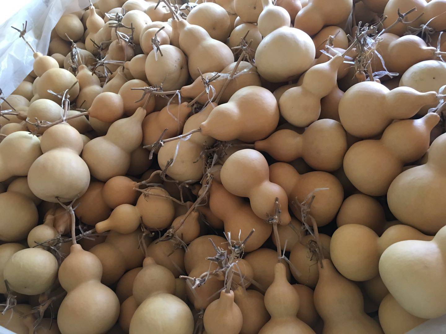 低价位自然天然生长中号葫芦八宝亚腰酒葫芦挂件摆件把玩居家装饰