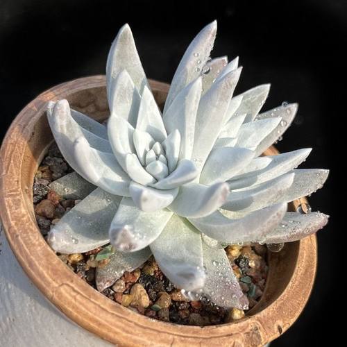 白菊仙女杯群生多头多肉植物盆栽贵货肉肉办公室内创意绿植防辐射