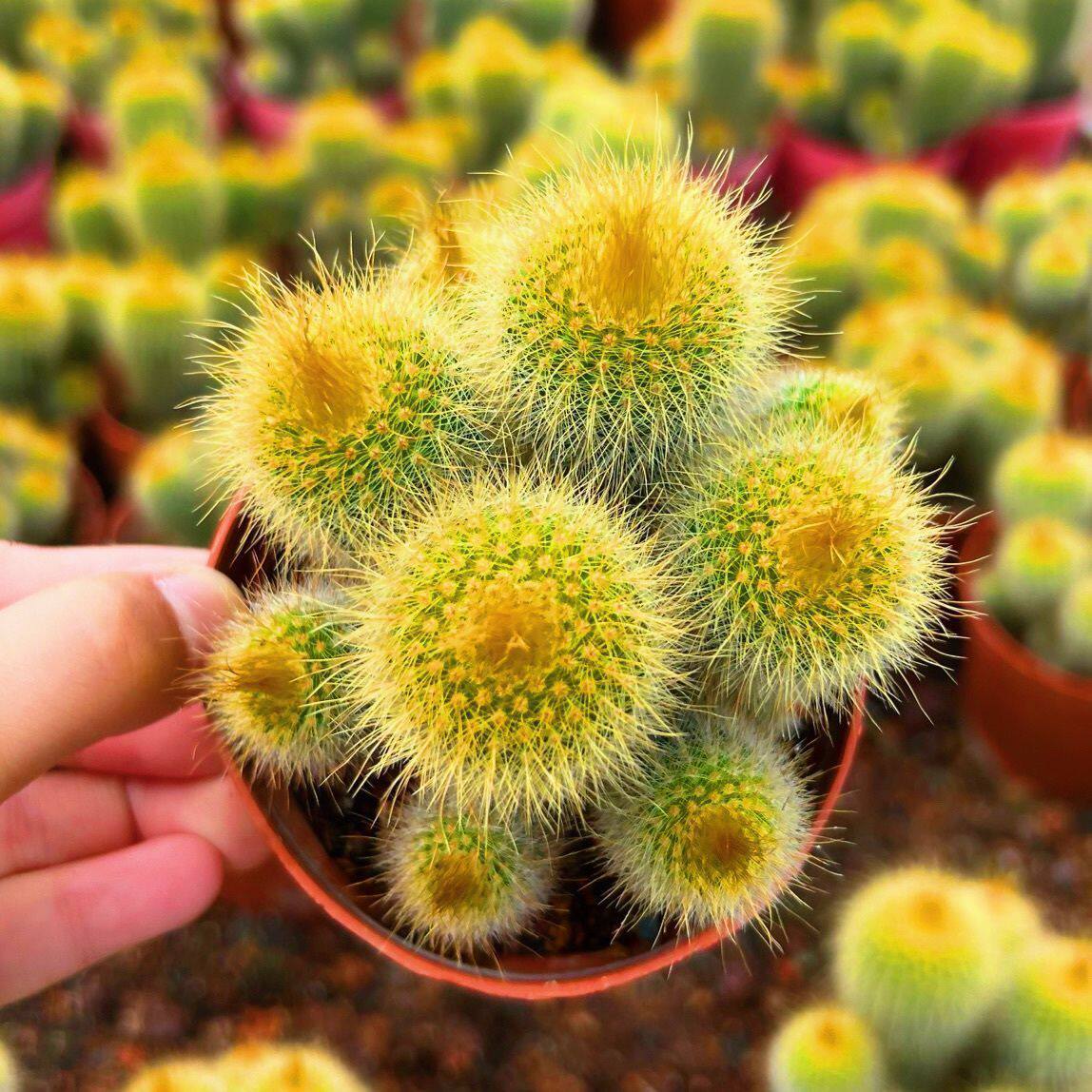 金丝猴群生多头金冠仙人球仙人掌室内植物办公室多肉盆栽防辐射