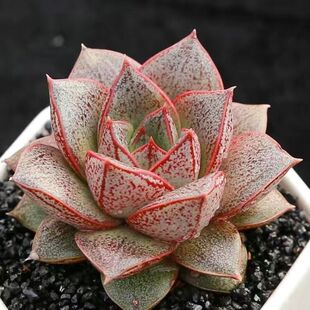 大和锦白和锦多肉植物盆栽猫眼石大合锦肉肉办公室内绿植花卉