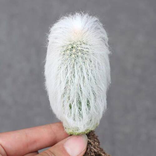 老乐柱仙人球幻乐柱白毛毛多肉植物白星可爱肉肉盆栽室内防辐射