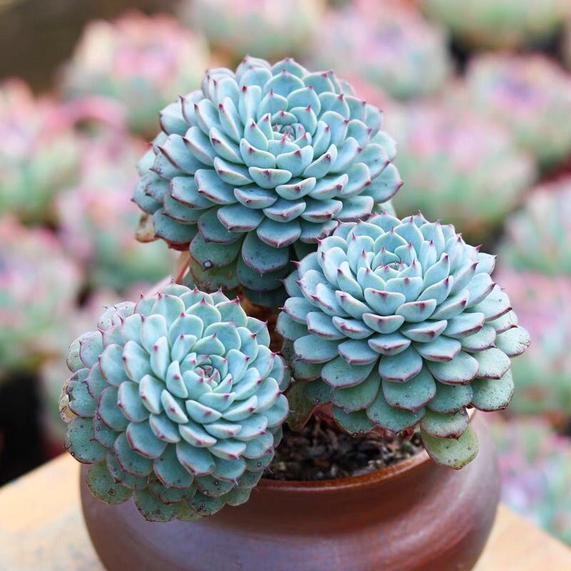 白姬莲多肉植物盆栽群生多头老桩蓝姬莲粉红花卉室内阳台绿植盆栽