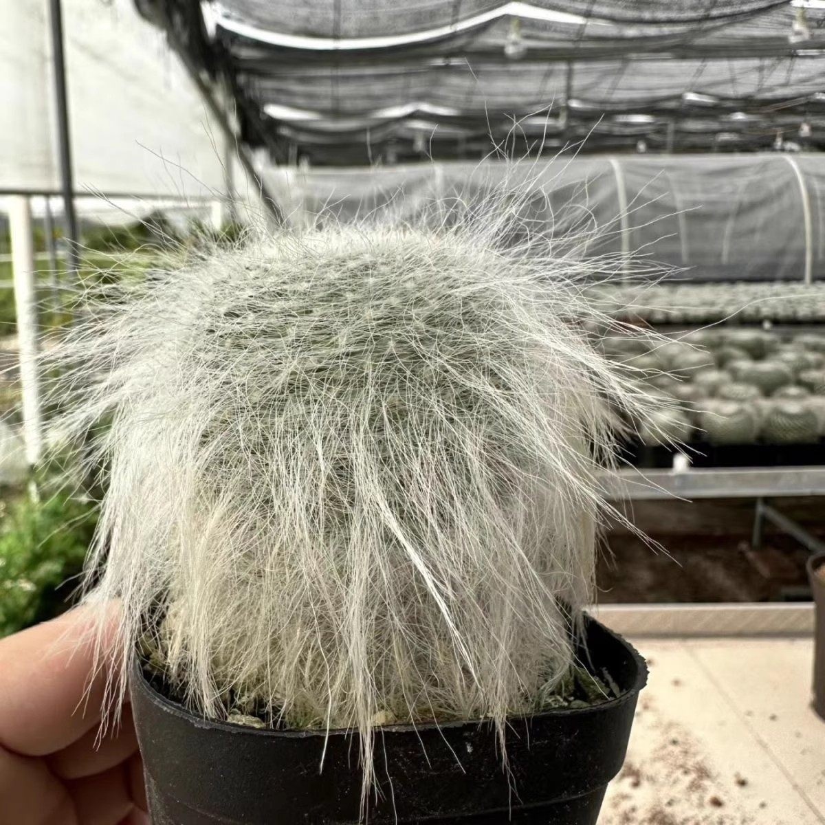 长毛雪猿玉翁仙人球多肉防辐射开花盆栽绿植稀有软毛植物