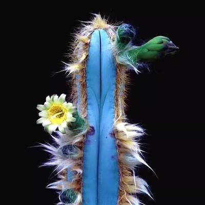 多肉植物蓝柱仙人掌防辐射