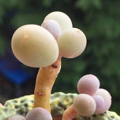 胖嘟嘟奶酪多肉植物盆栽新手好养肉肉办公室内创意花卉绿植防辐射