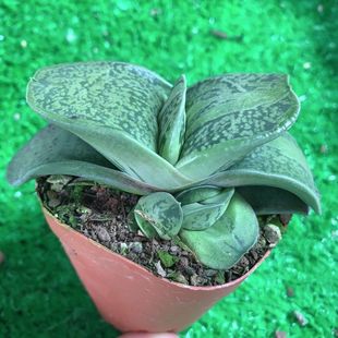 多肉植物 卧牛 稀有品种多肉百合科易养元宝形状肉肉植物