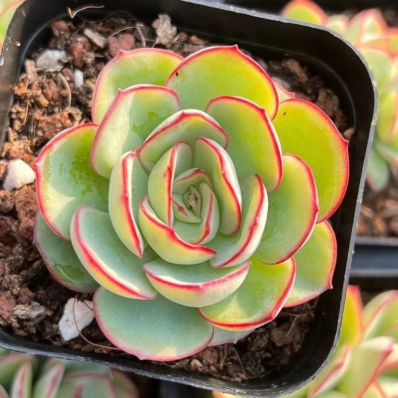帕拉梅拉多肉植物盆栽果冻色办公室内阳台状态好群生多头肉肉花卉