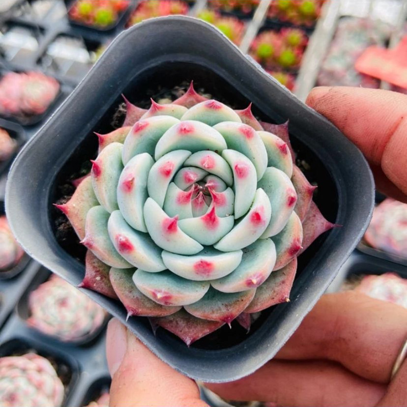 吉娃娃多肉植物水蜜桃肉肉状态好新手好养绿植花卉盆栽室内防辐射