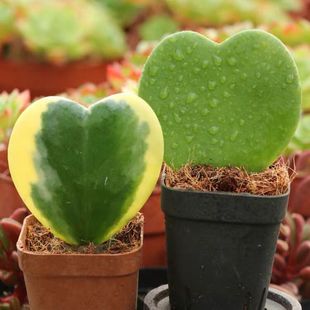 心叶球兰锦/ 一片心 情人球兰多肉植物盆栽 爱心形状肉肉绿植花卉
