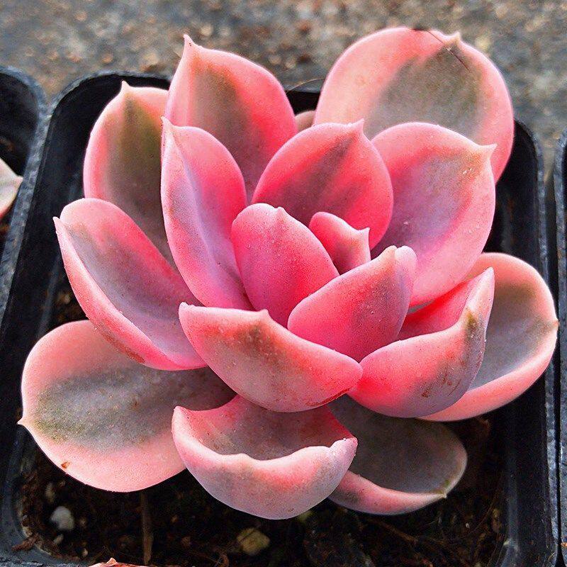 彩虹贵货多肉植物肉肉正品盆栽组合花卉紫珍珠肉肉绿植状态好鲜艳