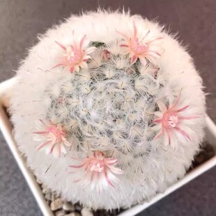 开花白云高砂白星高莎仙人球多肉植物室内软毛芳香丸防辐射盆栽