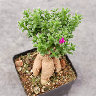 人参大戟多肉植物盆栽大戟科块根姬红小松肉肉办公桌上绿植种植盆