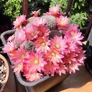 粉蝶金蝶银蝶复色宝山仙人球多头群生开花多肉植物盆栽美观易活