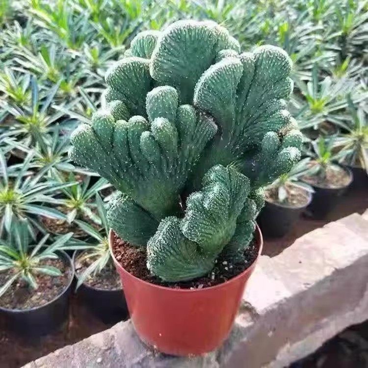 玉麒麟山影五指山仙人掌多肉植物桌面美观花卉盆栽绿植盆景图片