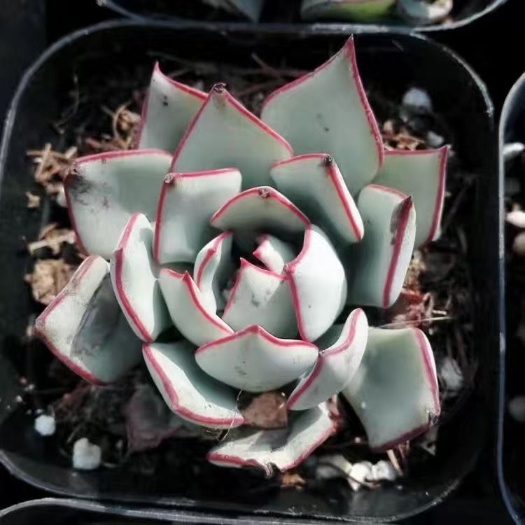 剑司诺娃多肉植物盆栽办公室内阳台新手好养超萌绿植花卉防辐射图片