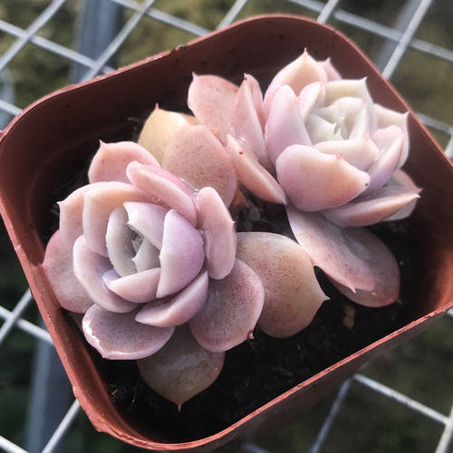 群生多头蓝色惊喜多肉植物盆栽办公桌阳台绿植花卉超萌肉肉防辐射