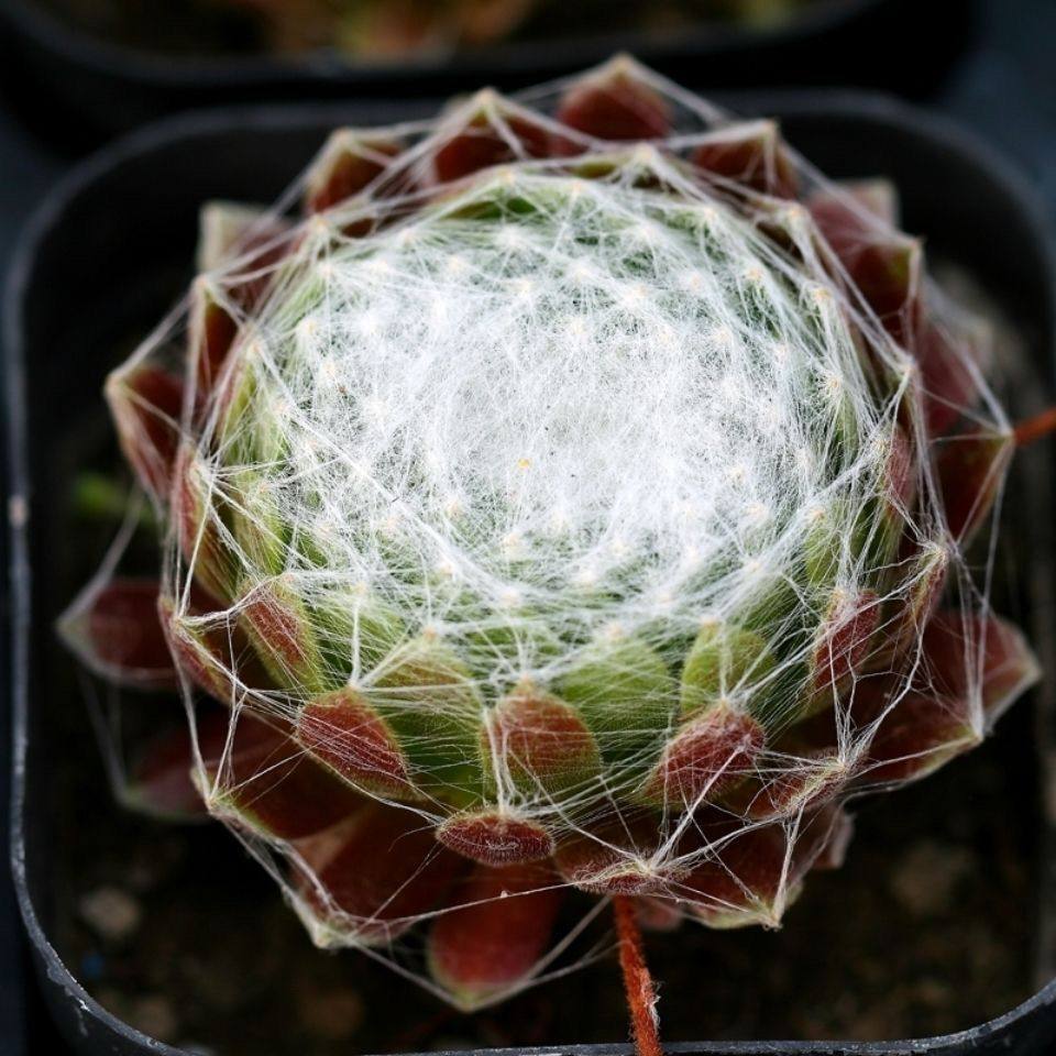 蛛丝卷娟多肉植物群生多头长生草拉丝办公室内阳台防辐射绿植盆栽