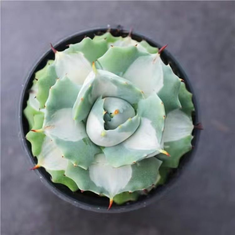 白中斑王妃雷神龙舌兰多肉四季植物莲花座新手好养阳台室内防辐射