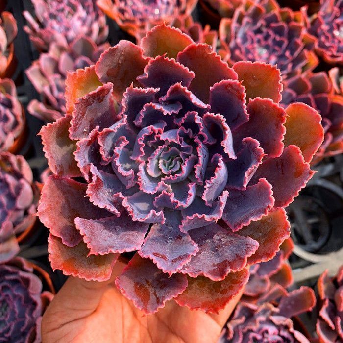 晚霞之舞多肉植物办公室内阳台防辐射绿植盆栽新手好养红色肉肉