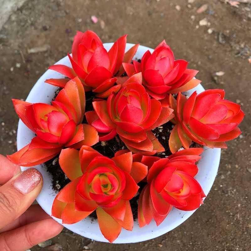 火祭火玫瑰多肉植物火炬办公室内绿植小盆栽花卉好养新手肉肉组合