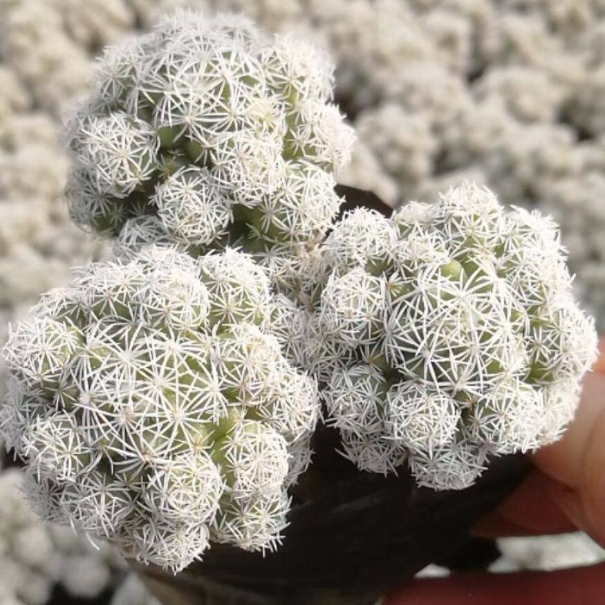 白鸟仙人球小迷你多肉植物办公桌室内拼盘盆栽新手好养肉肉防辐射图片
