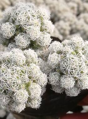 白鸟仙人球小迷你多肉植物办公桌室内拼盘盆栽新手好养肉肉防辐射