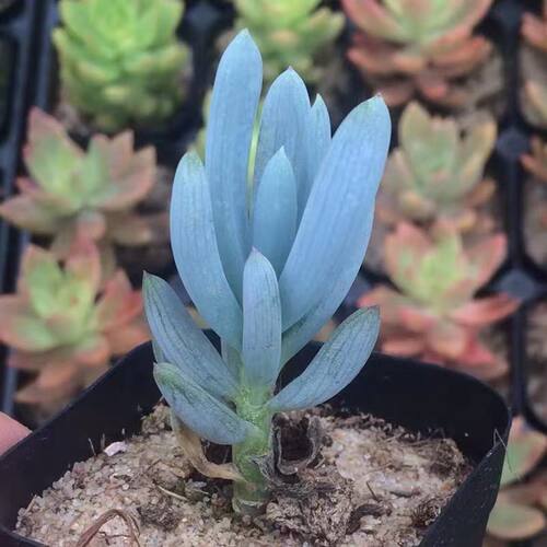 蓝松多肉植物办公室内阳台盆栽绿植花卉防辐射高档组合网红爆款