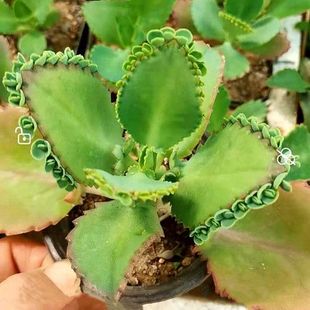 大叶不死鸟多肉植物宽叶不死鸟老桩落地生根蕾丝公主肉肉盆栽花卉