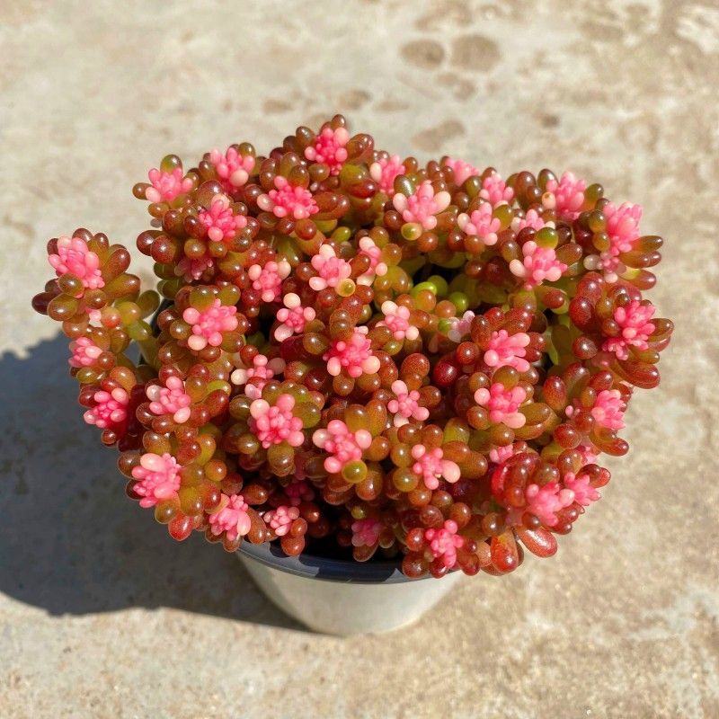 彩色浆果红心浆果锦多肉植物盆栽办公室内阳台高档绿植花卉肉肉