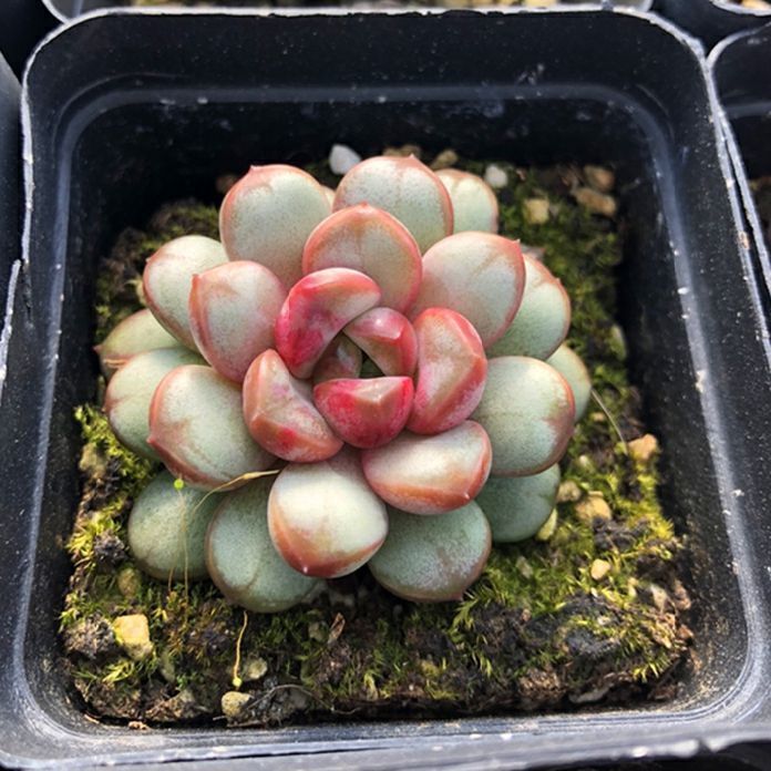 红葡萄多肉植物姬葡萄肉肉盆栽花卉室内阳台高档桌面绿植防辐射