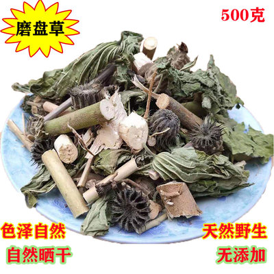 广西野生磨盘草中药材