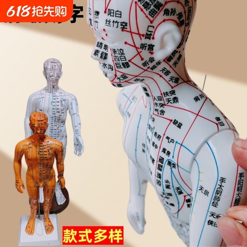 针灸人体模型中医经络小铜人人体穴位模型十二经络全身男女小皮人