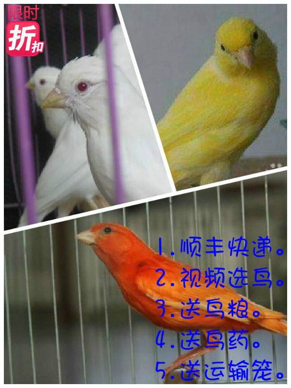 活体包邮玉鸟红桂皮芙蓉鸟山东黄玉鸟白玉鸟鸣唱鸟白燕辣椒红玉鸟
