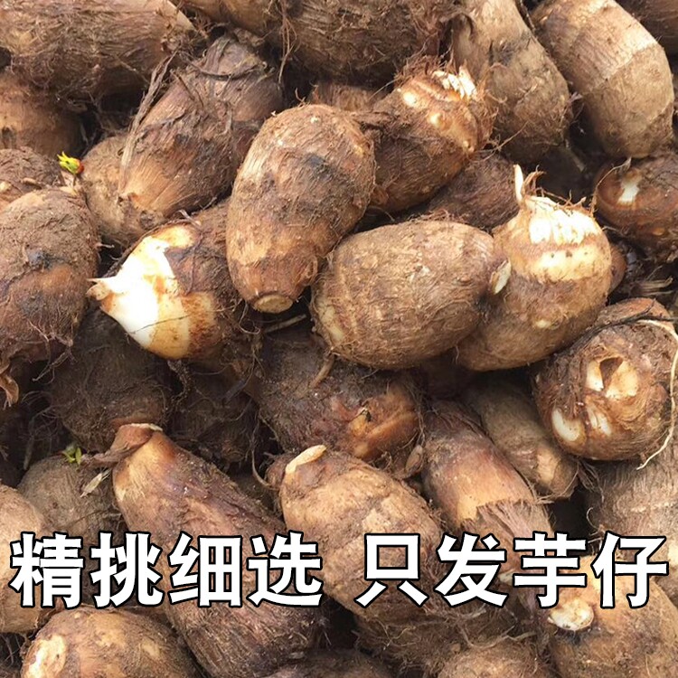 【现挖现发】山东芋头毛芋艿蔬菜
