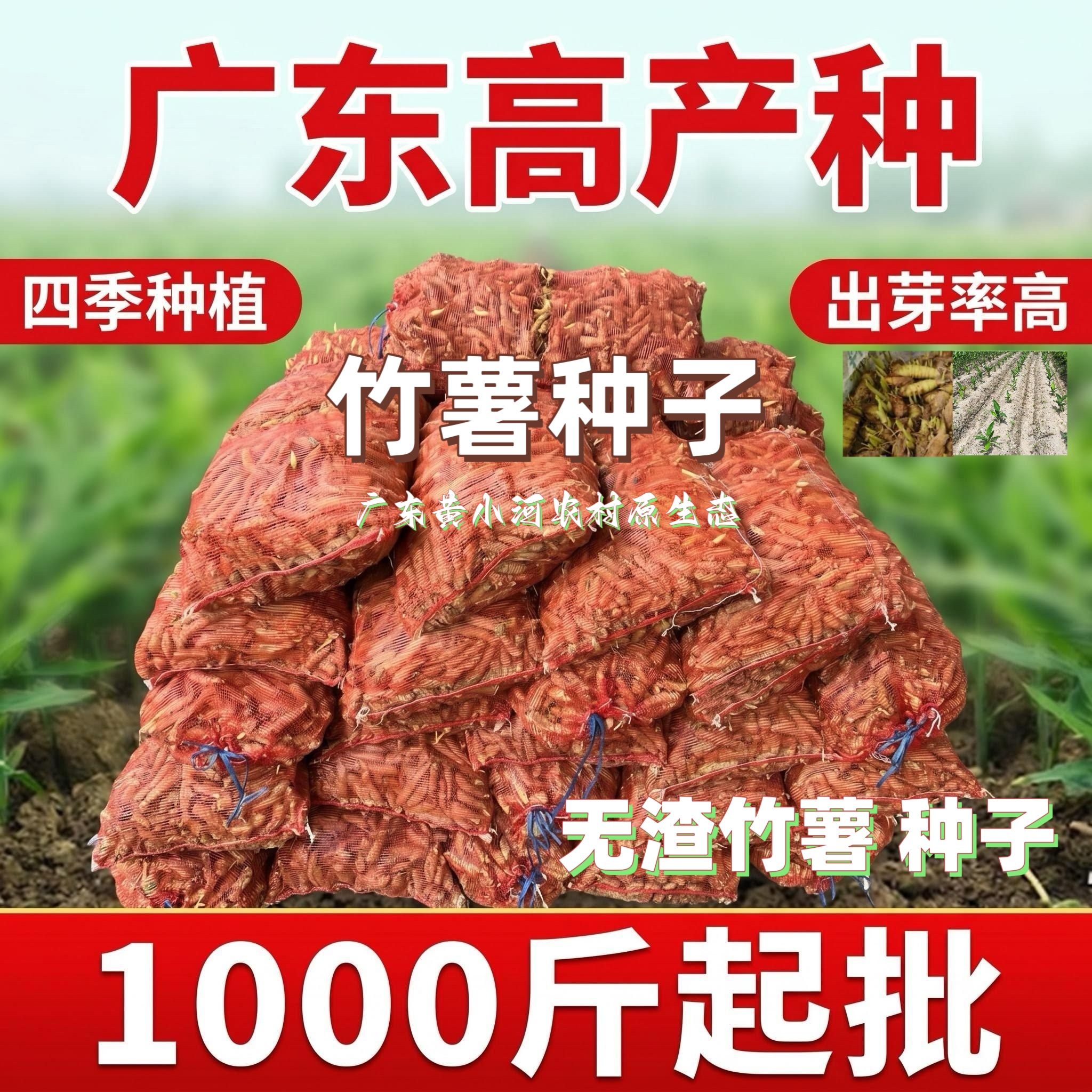 四季竹薯竹薯种子种苗 广东无渣竹芋冬粉薯种1000斤起批