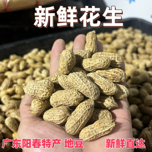 广东阳春带壳新鲜花生农家现挖湿花生原味生花生本地地豆3斤装